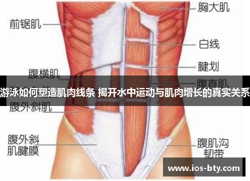 游泳如何塑造肌肉线条 揭开水中运动与肌肉增长的真实关系